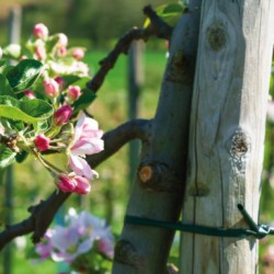 Δεματικό κήπου διαστάσεων 3,9mm x 30m πράσινο χρώμα BRADAS Δεματικό κήπου διαστάσεων 3,9mm x 30m πράσινο χρώμα BRADAS